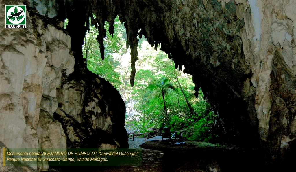 Cueva del Guacharo: Atractivo turístico más importante en el estado Monagas 