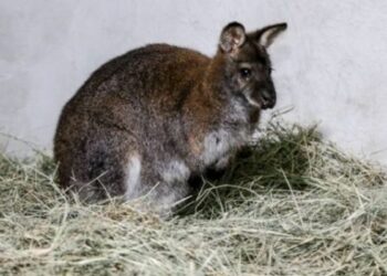 14 nuevos canguros llegarán al país