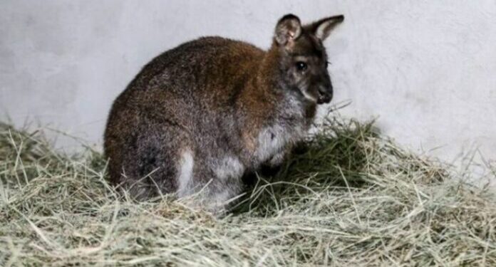 Zoológico de Caricuao contará con 14 nuevos canguros 1 14 nuevos canguros llegarán al país