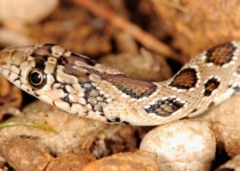 El antídoto no le hizo efecto por ser aplicado tarde