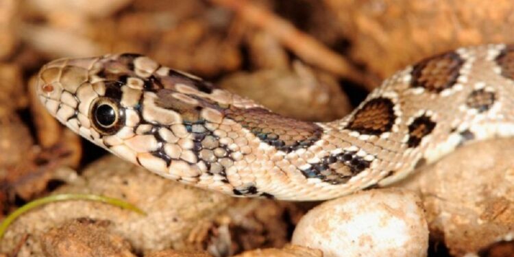 Falcón: murió niña tras inyectarle orina de venado en una mordedura de culebra 1 El antídoto no le hizo efecto por ser aplicado tarde