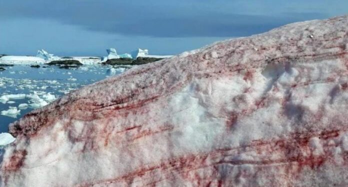 “Nieve de sangre”: el espeluznante fenómeno que afecta a la Antártida 1 66MCCWLXVVBL5E62AGJK762EUE 696x461 1
