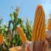 Agroindustria compró en su totalidad cosecha nacional de maíz 10 Pais Maiz