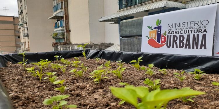 Lara: Juventud embellecerá calles de Irribarren durante Festival de Arte Agrourbano 2022 1 Foto: Archivo