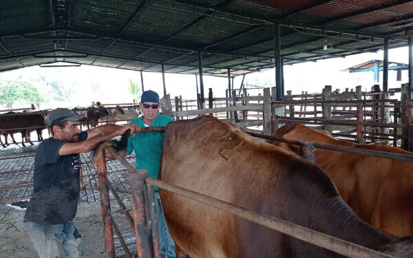 Promueven formación sobre inseminación artificial en bovinos 1 Promueven formación sobre inseminación artificial en bovinos