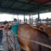 Promueven formación sobre inseminación artificial en bovinos 15 Promueven formación sobre inseminación artificial en bovinos