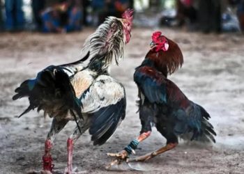 Matan a dueño de una hacienda durante pelea de gallos