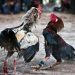 Matan a dueño de una hacienda durante pelea de gallos 15 Matan a dueño de una hacienda durante pelea de gallos