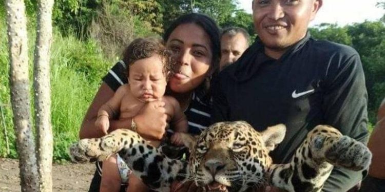 Investigan asesinato de un cunaguaro en Bolívar 1 8130570a 2096 44c0 bfe7 64ed8d14a58b e1650925121894