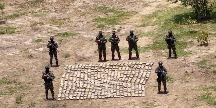 FANB incautó 750 panelas de marihuana.