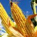 Agropecuarios alertan de fallas en fertilizantes para siembra de maíz 10 Maiz