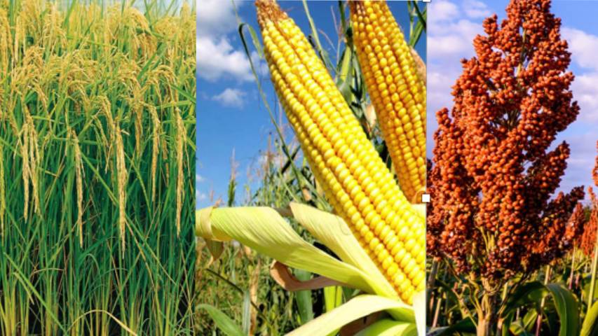 Agropecuarios alertan de fallas en fertilizantes para siembra de maíz