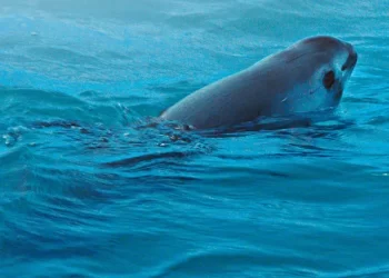 México busca salvar especie de vaquita marina que está en peligro de extinción y sólo quedan 10