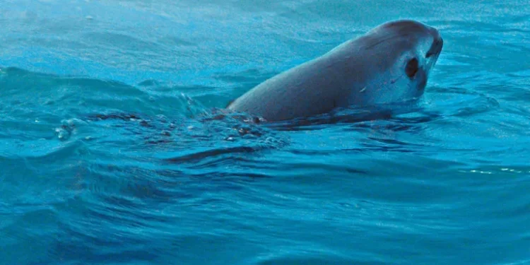 México busca salvar especie de vaquita marina que está en peligro de extinción y sólo quedan 10 1 México busca salvar especie de vaquita marina que está en peligro de extinción y sólo quedan 10