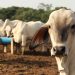 Fuertes lluvias afectan al 20% del ganado nacional 12 vacas 99668