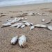 Anzoátegui: Pescadores en alerta tras aparición de peces muertos en la costa 10 Los representantes de Ecosocialismo recogieron los peces muertos para analizarlos y evaluar la causa de la muerte