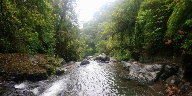 ¡Tragedia! Selva del Daríen arrastró a madre e hija venezolana 1 Selva del Darién una de las más peligrosas en Latinoamerica