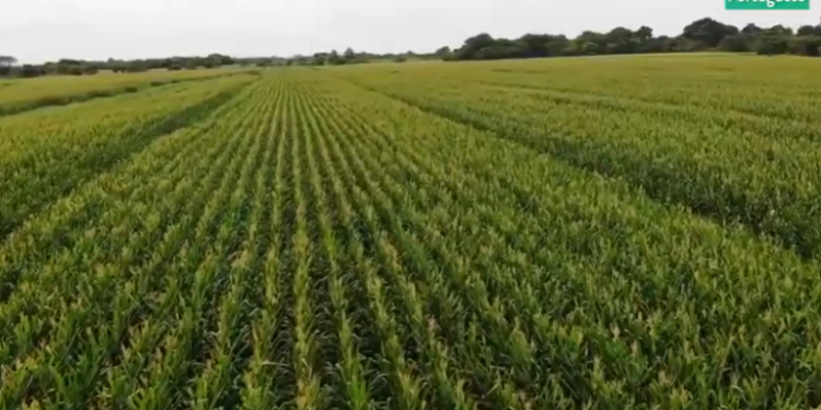 Producción Agrícola “La Productora” cuenta con 700 hectáreas de maíz en Portuguesa 1 Producción Agrícola “La Productora” cuenta con 700 hectáreas de maíz en Portuguesa