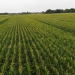 Producción Agrícola “La Productora” cuenta con 700 hectáreas de maíz en Portuguesa 9 Producción Agrícola “La Productora” cuenta con 700 hectáreas de maíz en Portuguesa