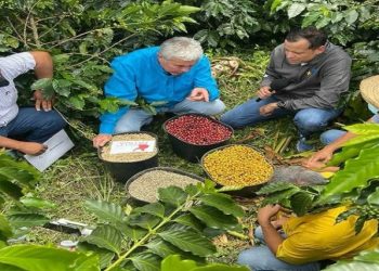 Banco Bicentenario entregó créditos a 5 estados productores de café