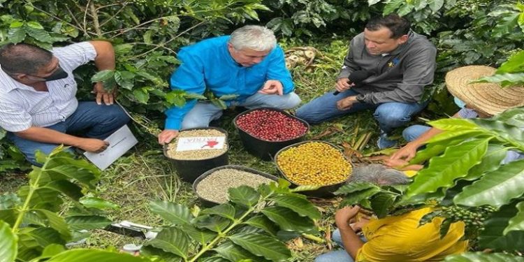 Banco Bicentenario entregó créditos a 5 estados productores de café