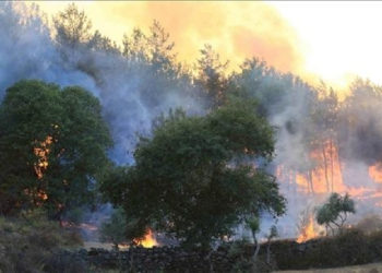 Incendio forestal en Argelia deja 38 muertos