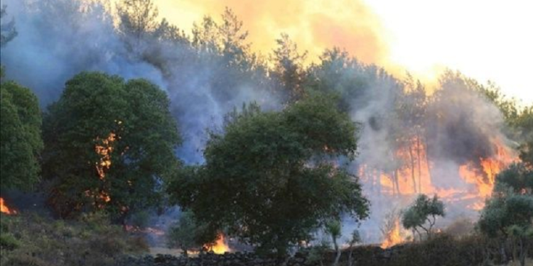 Incendio forestal en Argelia deja 38 muertos 1 Incendio forestal en Argelia deja 38 muertos