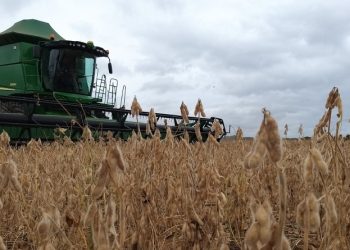 Gobierno iniciará producción de soya en Monagas, Anzoátegui y Bolívar