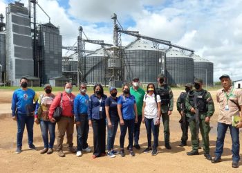 Plan de congestión de maíz avanza en Monagas