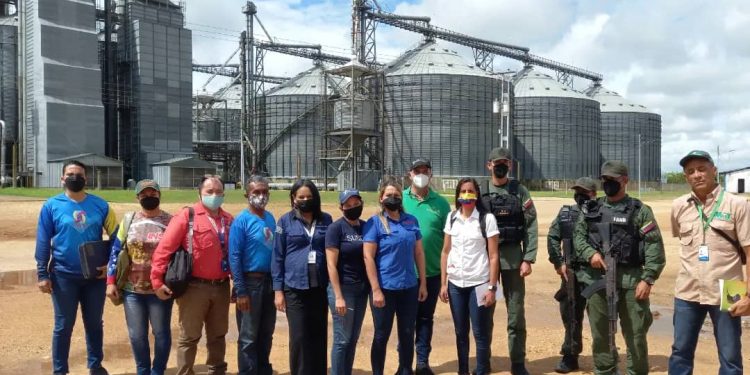 Plan de congestión de maíz avanza en Monagas