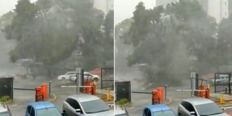 Un árbol cayó sobre un auto luego de las lluvias de este martes 1 image 35
