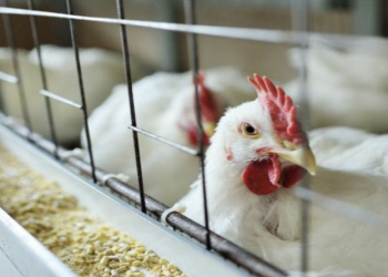 Inglaterra ordenó el confinamiento de aves por gripe aviar