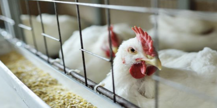 Inglaterra ordenó el confinamiento de aves por gripe aviar 1 Inglaterra ordenó el confinamiento de aves por gripe aviar