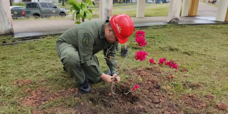 En Monagas ejecutan Plan Nacional de Mantenimiento Ambiental y Reforestación para sembrar más 718 mil arboles 1 Ejecutan plan de mantenimiento ambiental en Monagas