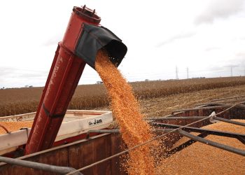 Más de 15 mil millones de kilos de maíz amarillo proyecta cosechar la alianza Gobernación-Grupo Ouro Branco en el ciclo norte-verano 2022-2023 (Ruby González)