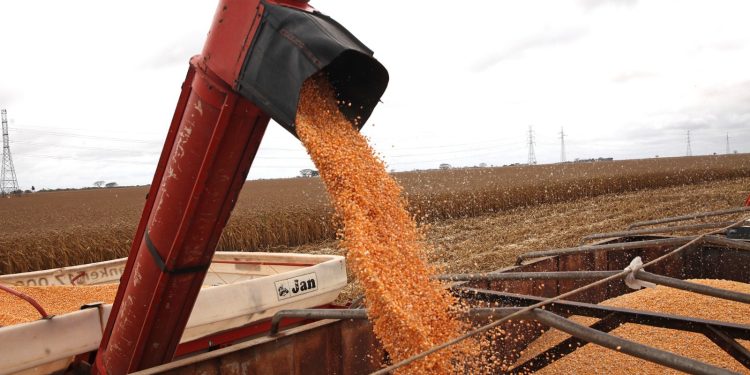 Alianzas Gobernación-Ouro Branco garantizan avances en el desarrollo productivo de Monagas 1 Más de 15 mil millones de kilos de maíz amarillo proyecta cosechar la alianza Gobernación-Grupo Ouro Branco en el ciclo norte-verano 2022-2023 (Ruby González)