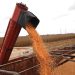 Alianzas Gobernación-Ouro Branco garantizan avances en el desarrollo productivo de Monagas 8 Más de 15 mil millones de kilos de maíz amarillo proyecta cosechar la alianza Gobernación-Grupo Ouro Branco en el ciclo norte-verano 2022-2023 (Ruby González)