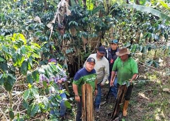 Un equipo multidisciplinario de técnicos agrícolas del Insai, Ministerio de Agricultura y Tierras, UDO y Foncredemo inició esta semana las inspecciones a unidades de producción de cambur y plátanos del estado. (Foto: Cortesía)