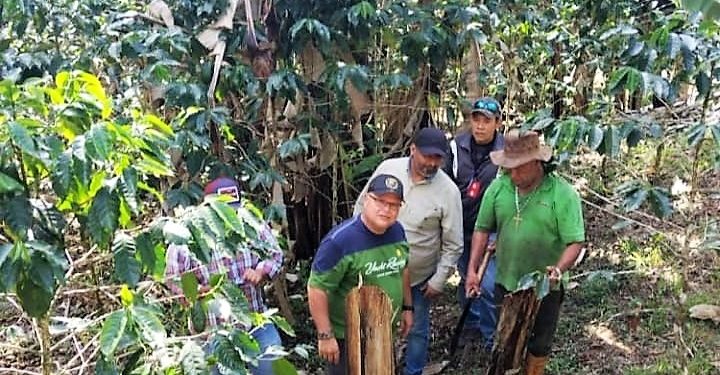 Monagas continúa implantación de marcapasos gratis aportados por Min-Salud 1 Un equipo multidisciplinario de técnicos agrícolas del Insai, Ministerio de Agricultura y Tierras, UDO y Foncredemo inició esta semana las inspecciones a unidades de producción de cambur y plátanos del estado. (Foto: Cortesía)