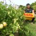 En Monagas producen tomate para las Casas de Alimentación 11 WhatsApp Image 2023 04 19 at 2.18.24 PM 1