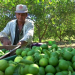 Más del 55% de la producción de naranja y limón es afectada por el Dragón Amarillo 12 image 22