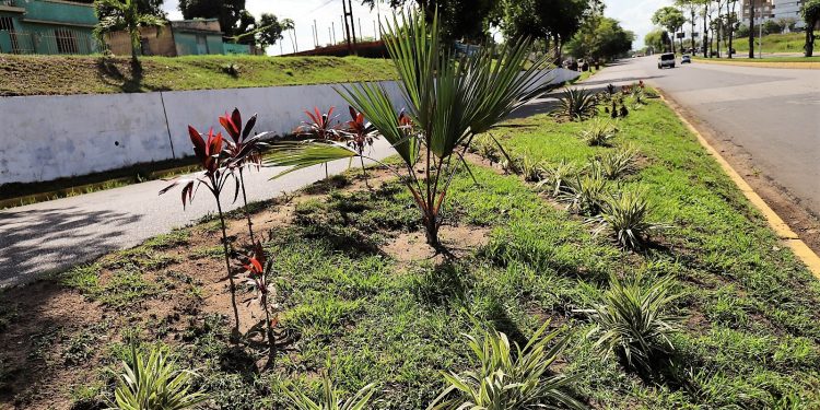 Programa de Embellecimiento y Nuevos Paisajismos avanza con siembra de 635 plantas ornamentales 1 WhatsApp Image 2023 06 09 at 5.39.31 PM