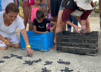 Fundatierra trabaja en conjunto con los compañeros de Amigos Ecotortugas, una organización sin fines de lucro, que busca rescatar, preservar y proteger la vida de las tortugas marinas.