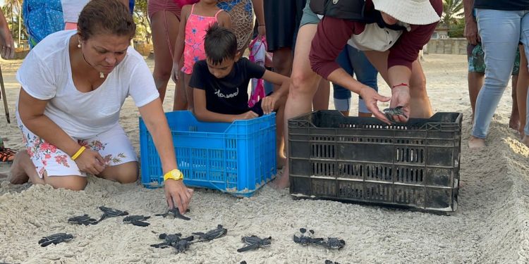 Fundatierra impulsa campaña ecológica #TodasAlMar en apoyo a las tortugas marinas 1 Fundatierra trabaja en conjunto con los compañeros de Amigos Ecotortugas, una organización sin fines de lucro, que busca rescatar, preservar y proteger la vida de las tortugas marinas.