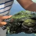 Rescatan tortuga cubierta de petróleo en el Lago de Maracaibo 8 1 696x478 1