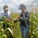 Realizan vista técnica a productores de Cedeño financiados por Plan Conuco 12 0f7e128b 8e9c 465c 89e5 9044ccedbf8e