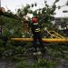 Alcaldesa Fuentes atiende al momento daños ocasionados por árbol caído en la Plaza 7 10 b07d1ee5 facf 47bd ae70 6360ce37e712