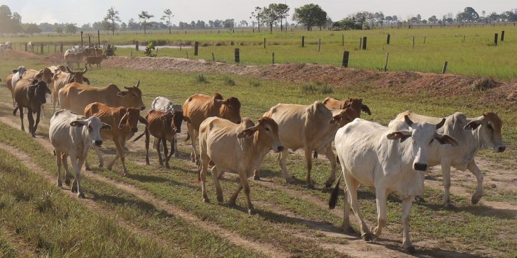 Monagas ocupa el primer lugar nacional con predios declarados libres de Brucelosis 1 5d9d929a be5a 4f9d b69a 363b7180508d