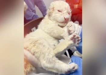 nacen dos leones blancos en maracay 14679