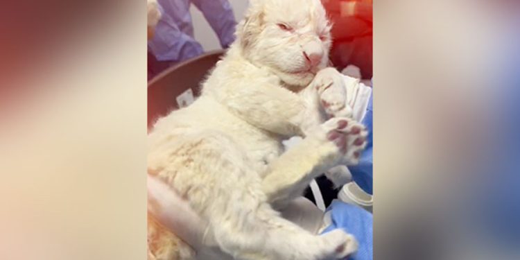 Dos leones blancos nacieron en el Zoológico Las Delicias de Maracay 1 nacen dos leones blancos en maracay 14679